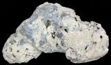 Unique, Agatized Fossil Coral Geode - Florida #57713-2